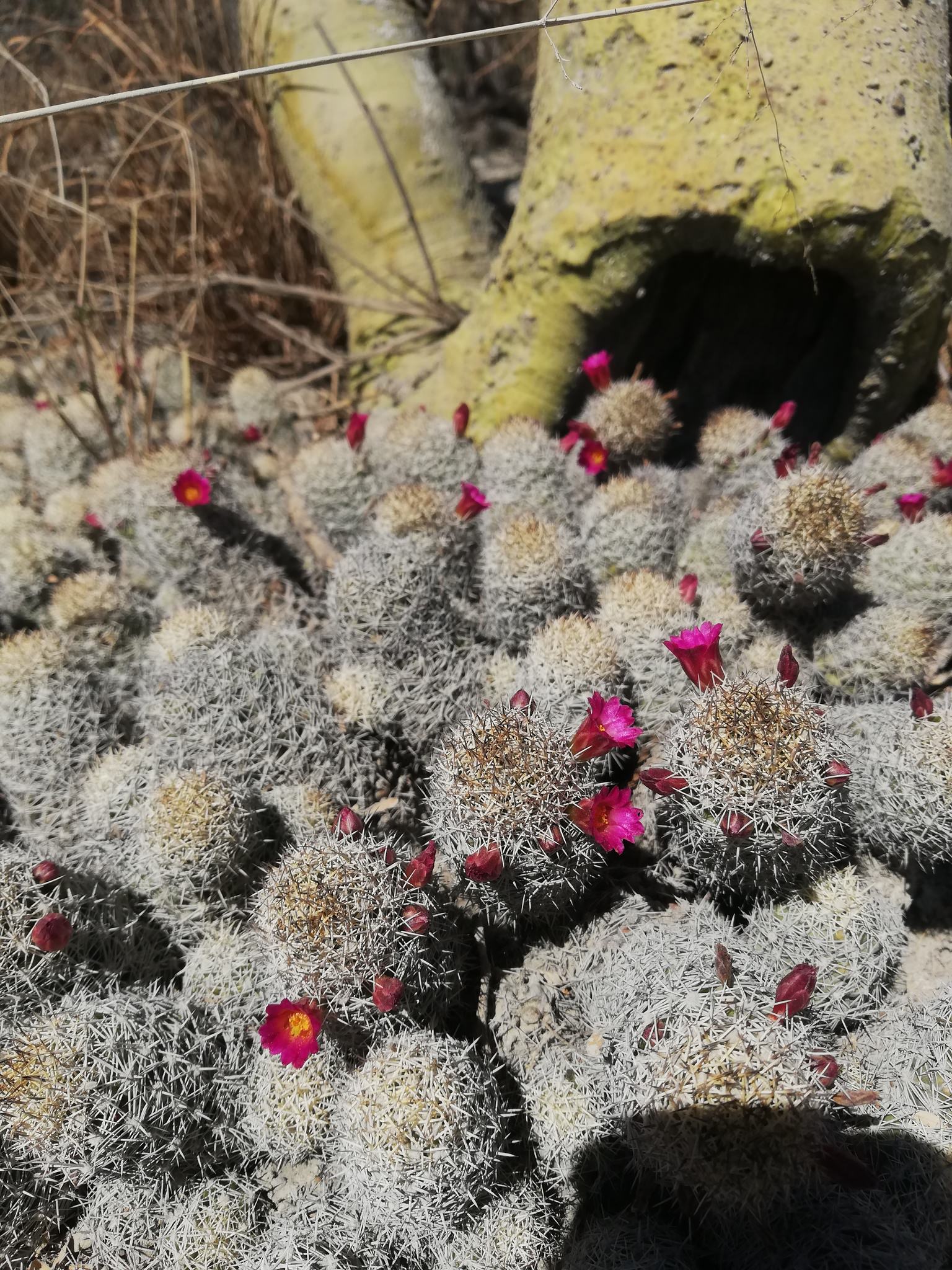 Mammillaria sphacelata